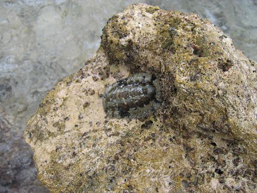 chiton Acanthopleura granulata.JPG